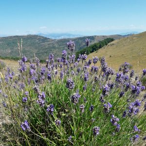 Mountain Samadhi Retreat